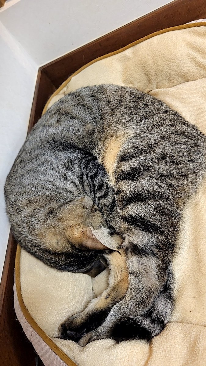 daiichiban's tweet photo. よし、そろそろホントに起きるよ～

買い物しないと！

寝具も洗わないと！

ごはんも食べないとー！ https://t.co/42R9gqXVal