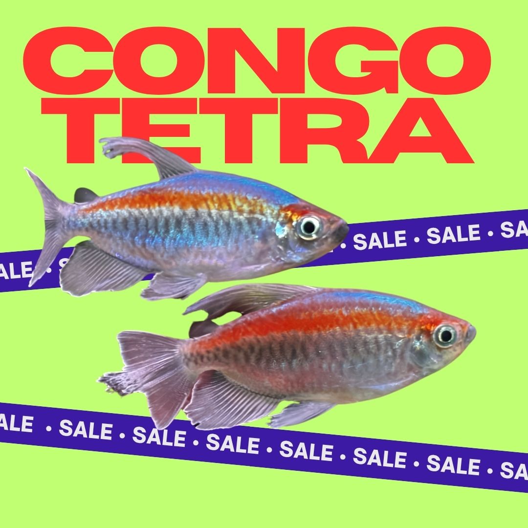 MelbTropFish's tweet photo. Congo Tetras are in stock and looking absolutely stunning right now — males shimmering in waves of blue, gold, orange and violet with those iconic flowing fins, and females showing off their beautiful golden-silver tones. 🌈
Both sexes available, so you can set up a proper mixed-sex school and watch the colours really pop. These are one of Africa's most breathtaking freshwater fish, and they don't hang around!
Shop now at https://t.co/aarHGxXeSd ��
#CongoTetra #FreshwaterFish #AquariumFish