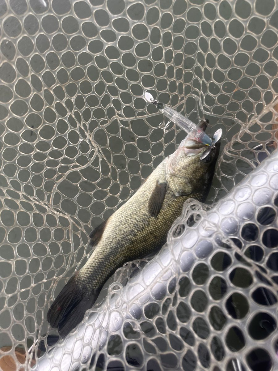 hh_dadd's tweet photo. セビレはほんまよー釣れるなぁ
なんとか40アップ　アフターで痩せてますね🐟

#ラインスラック
#セビレジャンキー https://t.co/7cblMgxq6R