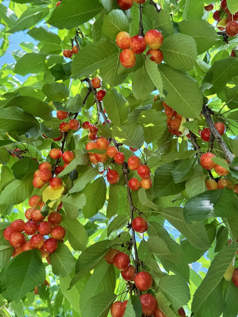 sato3ki's tweet photo. 今日はお天気がよいのでさくらんぼ狩り🍒
紅秀峰が美味しい✨ https://t.co/2g3HcSTqEF