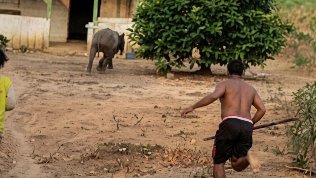 akunhewan's tweet photo. kejadian tapir yg diburu, dibunuh, kemudian dimasak rica-rica di mesuji (lampung) membuka tabir masalah yg gak cuma sebatas isu lingkungan.

kita juga punya masalah serius dalam dua hal krusial:
1. pendidikan
2. kemiskinan

tapir bukan satu2nya, banyak satwa dilindungi lainnya yg oleh warga dianggap wajar untuk dimakan.

sekadar mengingatkan, semua satwa dilindungi dijamin hak hidupnya oleh undang-undang, membunuhnya bisa dihukum penjara minimal 3 tahun dan maksimal 15 tahun.

sulit berharap pemerintul mampu menyelenggarakan pendidikan untuk warganya, please educate yourself.