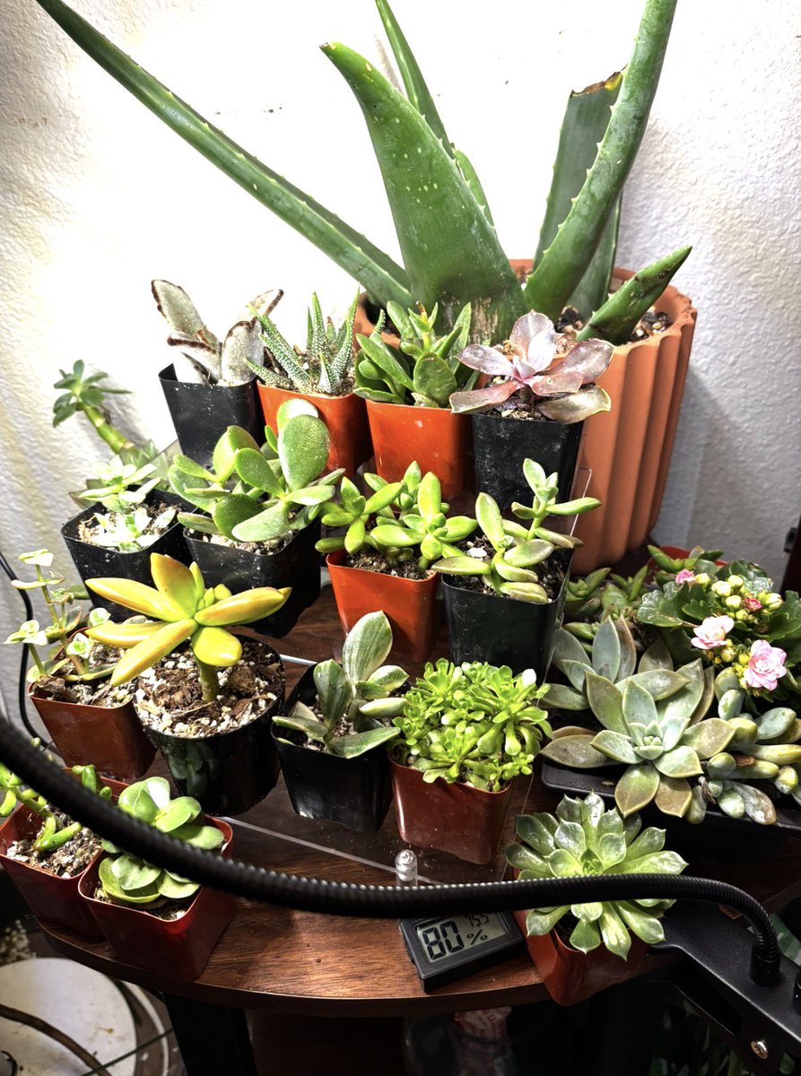 TheFalanBlake's tweet photo. This is the most non holiday , holiday ever. I thought it was tomorrow. Not a single firecracker 🧨. 🤷🏻‍♀️ so excited to add the Hoya and the monkey tail cactus to this collection. https://t.co/hGNSP73kDW