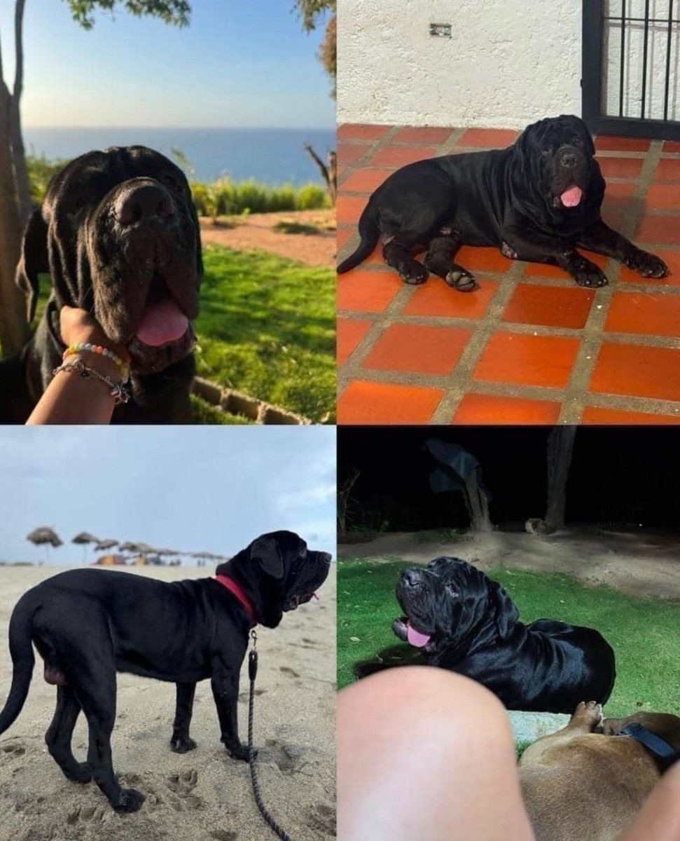enriquefarrel's tweet photo. Buscamos desesperadamente a nuestro perro Ragnar, un Mastín Napolitano de 3 años que se extravió el día del terremoto. Sabemos que está con vida, pero se encuentra asustado y perdido. No es agresivo. Última vez visto: Playa Grande, Estado La Guaira - Venezuela. Contacto directo: 0412-2725957
