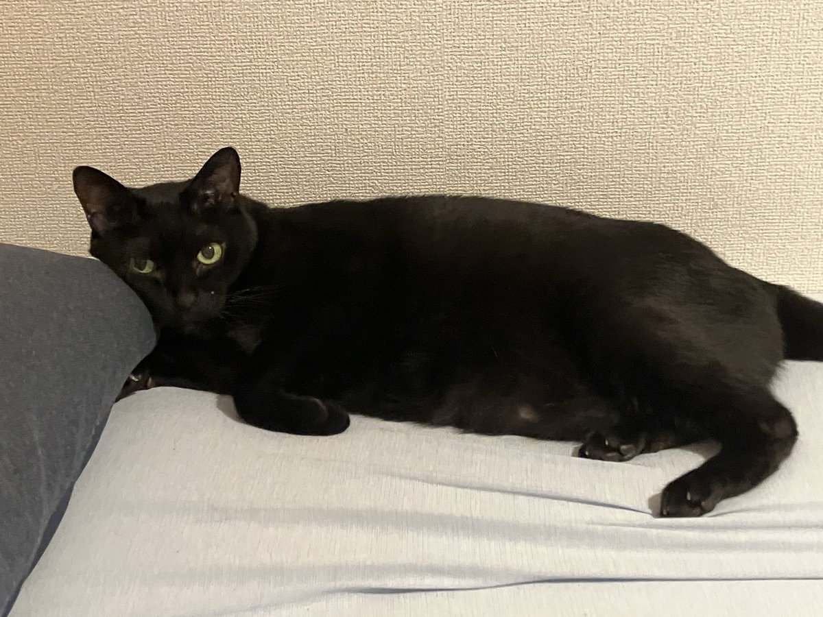 色んな形のくろねこ