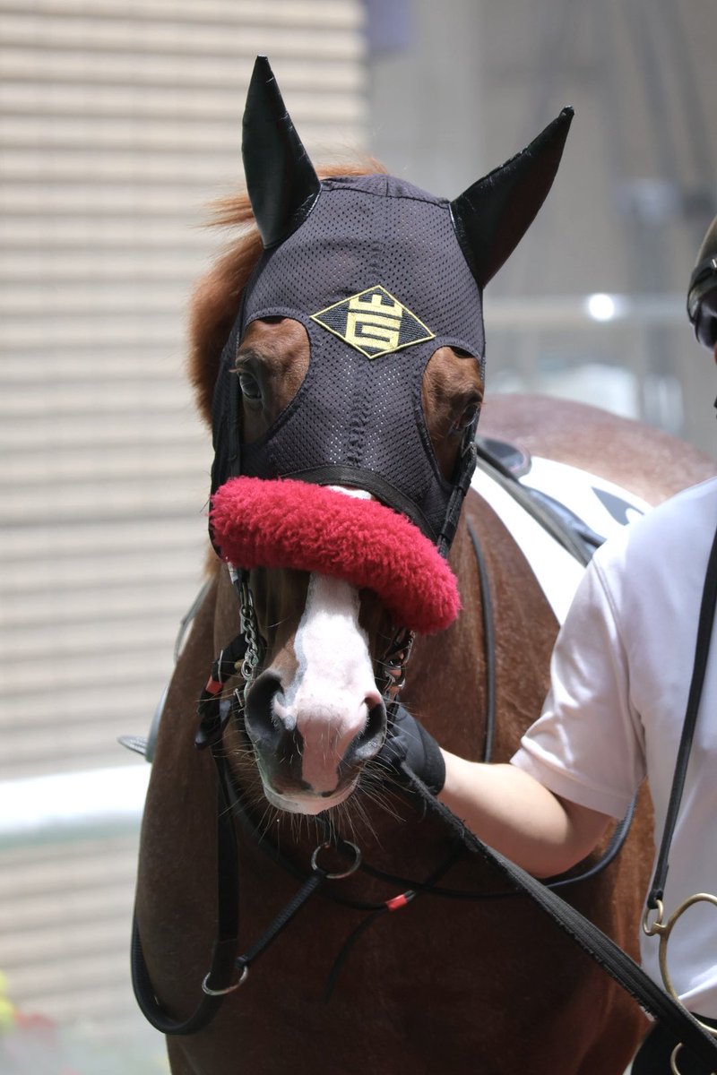 Yoocof's tweet photo. 福島競馬場3R
頑張れラスタリア☺️
怪我なく無事に📣
#ラスタリア 
#ゴールドシップ産駒 https://t.co/3E3BXsoJli