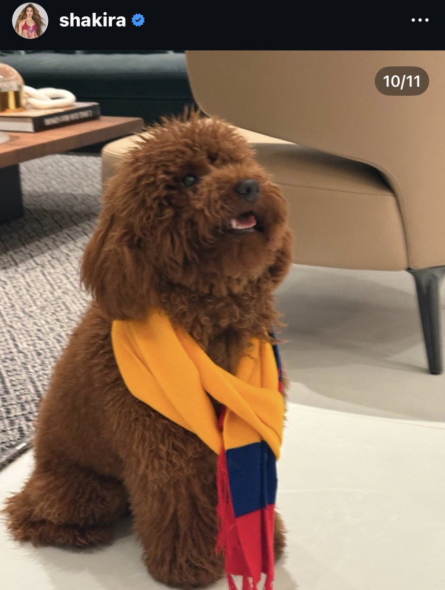 yobeelix's tweet photo. Depois de 5 anos, Shakira voltou a mostrar o Teddy (seu cachorro) nas redes sociais, e o divo segue vivíssimo, também queremos notícias do Toby (coelho) ❤️ https://t.co/fFA0WNXRrD