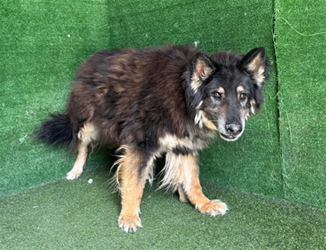 AnimaLancaster's tweet photo. * SENIOR *
#A5787392
Neutered male, black and brown German Shepherd Dog
10 years old.
https://t.co/vXOsc052d7 https://t.co/nSPegESk66
