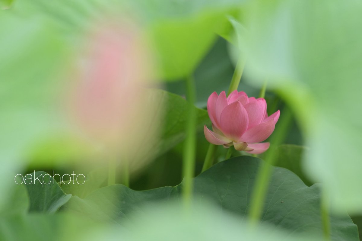 OakPhoto's tweet photo. 撮影は6月🪷

#大賀ハス #千葉公園 
#Nikon #Z6 #NIKKORZ135mmPlena https://t.co/sA5671lNiq