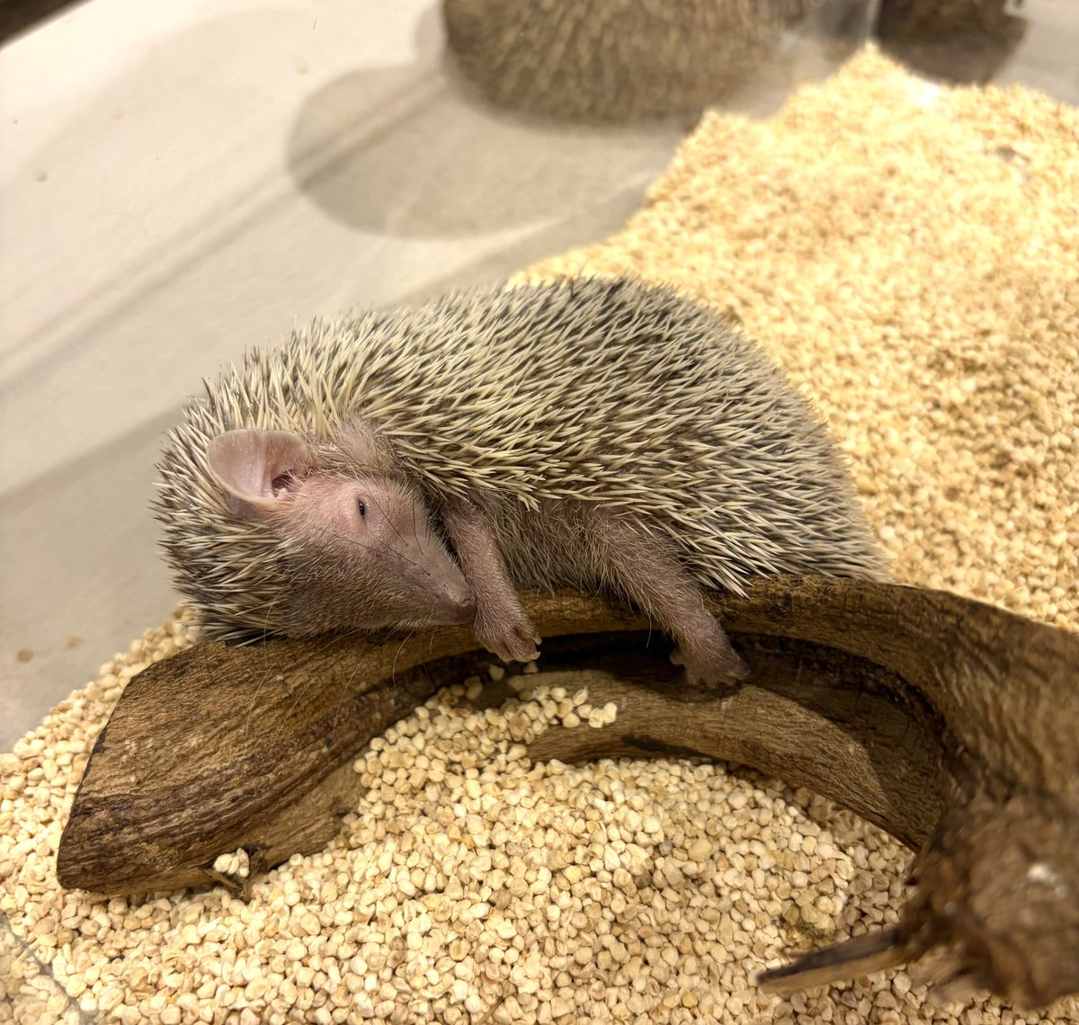 CHIKUCHIKUCAFE's tweet photo. ほよよん しゃけくん🤭
バブみが強い…🥹💘
#ヒメハリテンレック #ヒメハリテンレックのいる暮らし
#ヒメハリ #lesserhedgehogtenrec #tenrec https://t.co/uOO8dhqqPg