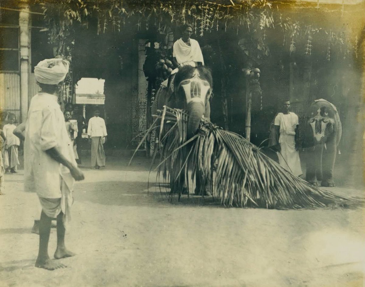 AnanthOnTrack's tweet photo. Sacred elephants at the Sri Ranganathaswamy Temple, Srirangam, Trichinopoly (now Tiruchirappalli), India — c. 1930. Elephants at the Sri Ranganathaswamy Temple in Srirangam are central to its rich heritage, symbolizing cosmic auspiciousness and strength. 

Historically, they have played vital roles in daily rituals and royal processions, serving as the revered "vehicle" (vahana) for deities and participating in the centuries-old tradition of fetching sacred water from the nearby river.

Before the general public is allowed to enter, one of the temple elephants is brought before the main sanctum to face the Lord alongside a cow. This ancient tradition dictates that Lord Ranganatha first gazes upon these sacred, auspicious beings before seeing human visitors.

The elephants are integral to festivals, particularly the Gajavahana procession, where they carry the deities. They are also traditionally taken to the banks of the Cauvery or Coleroon rivers to collect water for ceremonial temple baths, symbolizing purity and devotion.

During major temple festivals, the elephants are majestically dressed in colorful shabracks (nettipattom), intricate jewelry, and garlands, drawing crowds and adding unparalleled grandeur to the parades.

The use of elephants in Hindu temple processions stems from ancient times when kings would deck out elephants in royal pageantry for victory or religious rath yatras. The meticulous daily routines and strict standards of worship at Srirangam have been standardized since the 11th century, a framework set up by the great saint Sri Ramanuja.

To preserve this vital heritage while ensuring the animals' welfare, the temple provides exclusive modern shelters equipped with high ventilation, a shower for morning bathing, and peaceful environments on the banks of the Coleroon river. #Srirangam #temple #elephants #history