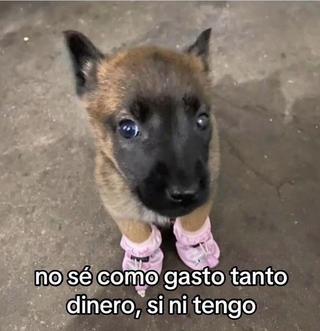 ✦ᥣі𝗍𝗍ᥣᥱ gһ᥆s𝗍✦ tweet media