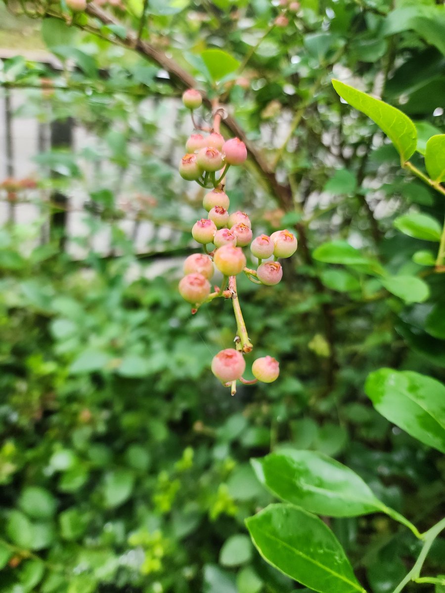 K10332's tweet photo. ☔おはようございます☔
庭の🍇ブルーベリー🍇にゃん😺
皆さん、
素敵な日曜日を➰️🍀✨✨✨ https://t.co/uc5f8QKc12