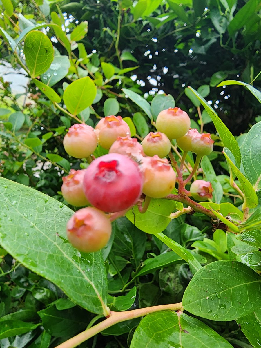 K10332's tweet photo. ☔おはようございます☔
庭の🍇ブルーベリー🍇にゃん😺
皆さん、
素敵な日曜日を➰️🍀✨✨✨ https://t.co/uc5f8QKc12