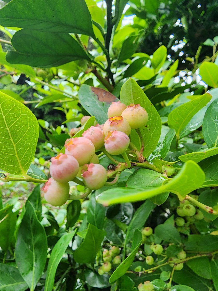 K10332's tweet photo. ☔おはようございます☔
庭の🍇ブルーベリー🍇にゃん😺
皆さん、
素敵な日曜日を➰️🍀✨✨✨ https://t.co/uc5f8QKc12