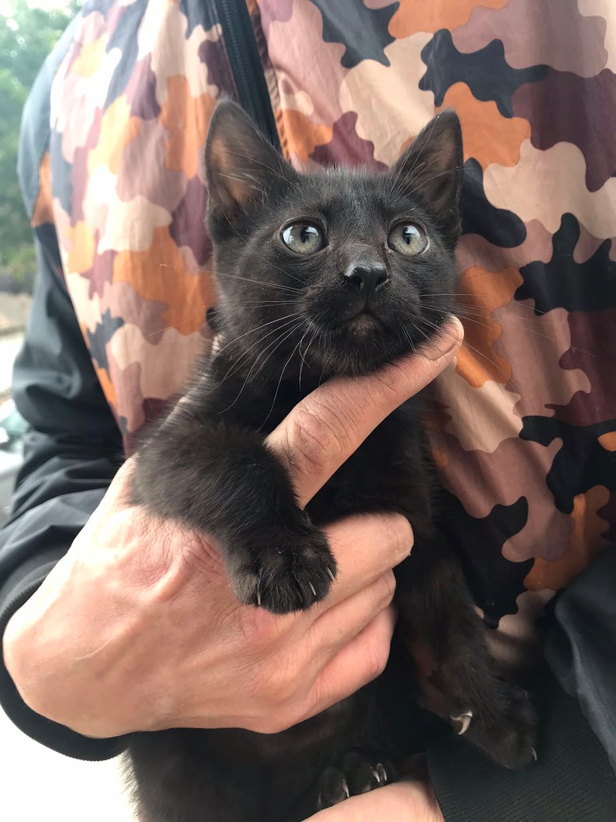 jimenadequilmes's tweet photo. A AYUDAR A ESTE BELLÍSIMO PANTERITO BEBÉ, para que PRONTO ENCUENTRE UNA FAMILIA QUE LO CUIDE RESPONSABLEMENTE Y LO AME DE VERDAD!!!🐈‍⬛🖤🙏😉💞🏡💓💖 Desde ya, muchas gracias!!!🐱🤗❤️ #Quilmes #Adopción #AdoptaNoCompres #AdoptarSalvaVidas https://t.co/lDR26ImNCF