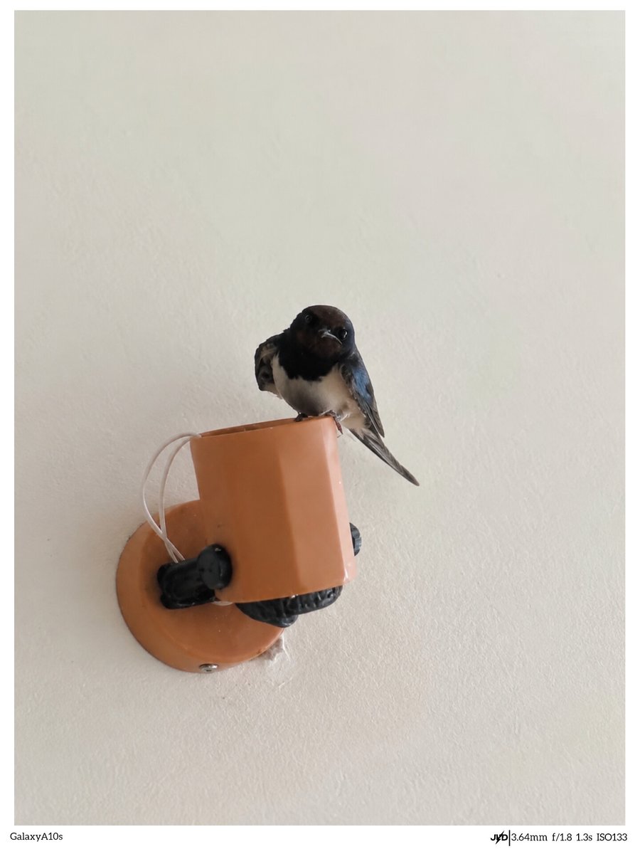 22jvd22's tweet photo. #mobilephotography
#Photography
#Photo
#Snapseed
#Inshot
#Swallow
#Shorebird https://t.co/1Ho3ULJecJ