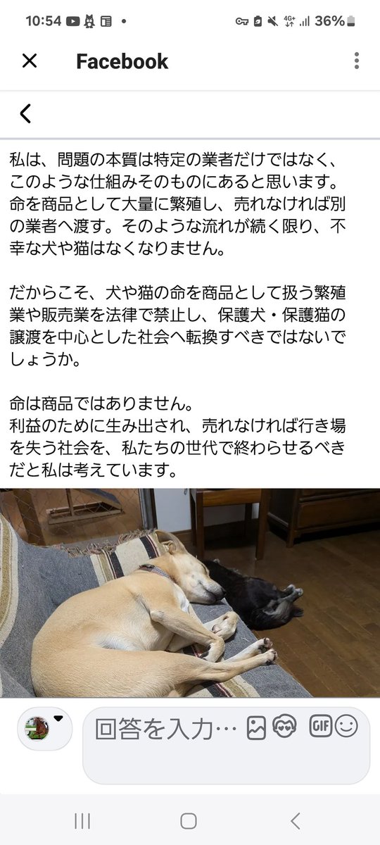 sZ6vkJCVro21387's tweet photo. ペットショップで、犬猫を買うのは止めましょう❗生体販売廃止に‼️ペットショップは、要らなくなった犬猫を、引き取り屋に処分させています‼️#引き取り屋　#生体販売廃止に https://t.co/oFHJH8D5mf
