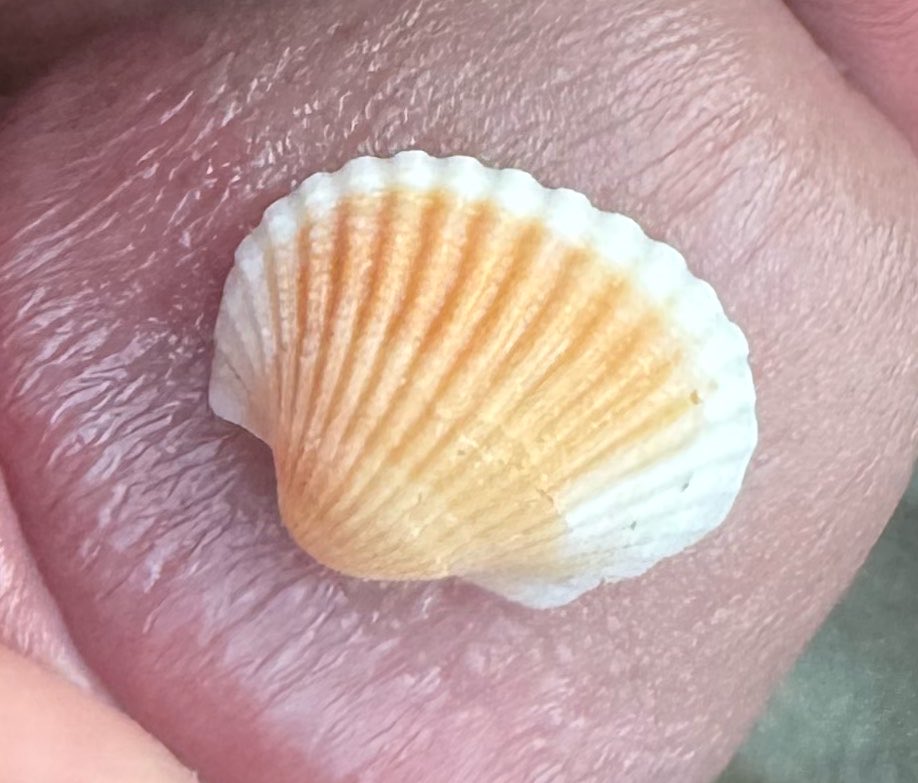 tainantiger's tweet photo. 小🐚 https://t.co/HeI4CHs2qI