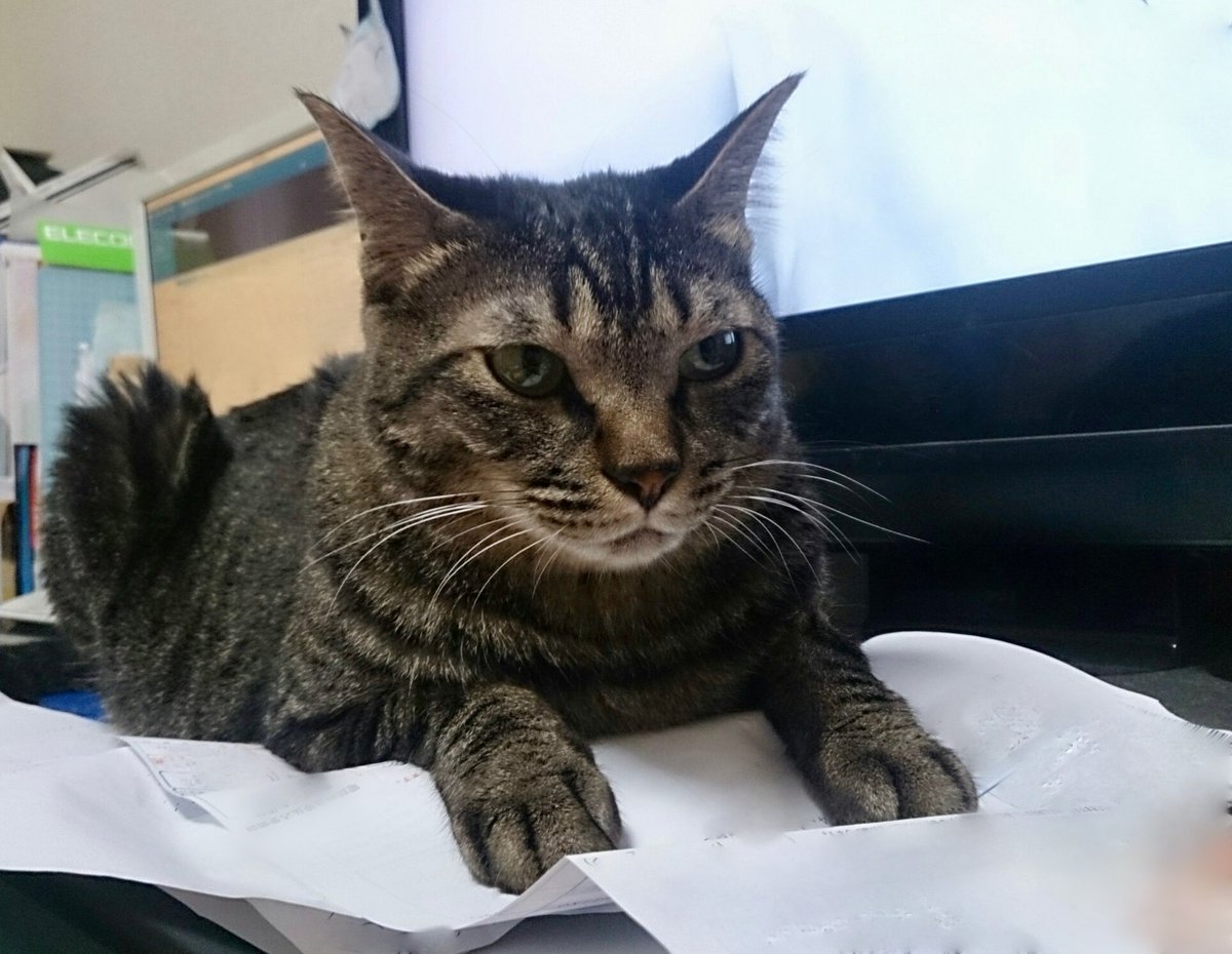 nekoandheiwa's tweet photo. 私を見てくれなかったらこうしてやる！

ちょっぴーはやきもち焼きでした😹
12年前の夏の写真🌻
今でも書類広げるたびに思い出す。
またぐちゃぐちゃにしに来てくれていいよー。

#ちょっぴー
#猫と平和 https://t.co/Ybls8Q4qPH