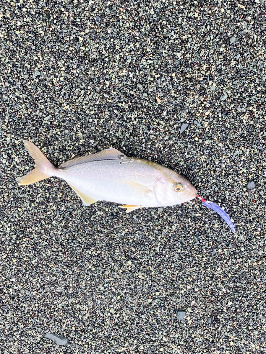 Mic_Cycle's tweet photo. 昨日は西湘サーフリベンジ🎣ジグ、ジグサビキ等で周囲が釣れてない中、遠投マウス＋弓ツノの表層早巻きでアタリ連発🐟 ワカシ1、ヒラセイゴ3キャッチ😁ストラディックも入魂。ゴメクサスのスタンドも大活躍✨34cmヒラセイゴはキープし、アクアパッツァにして優勝しました🏆🍷🍅😆 https://t.co/8c66WYf1oZ