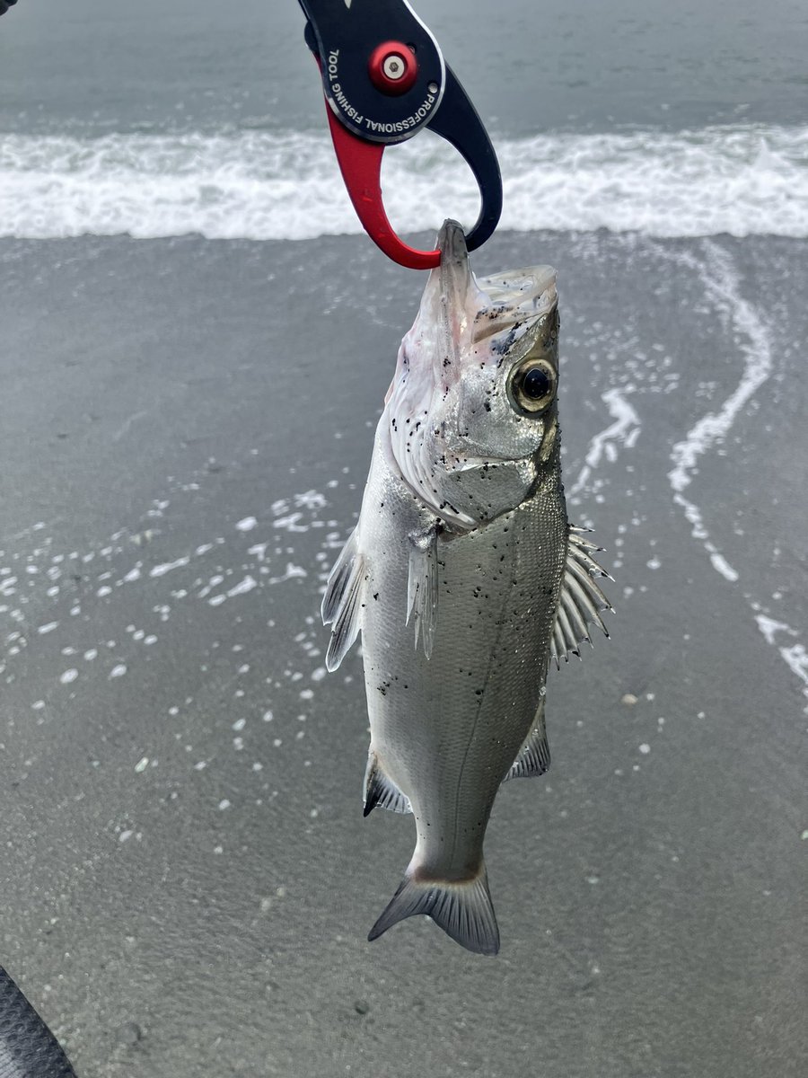 Mic_Cycle's tweet photo. 昨日は西湘サーフリベンジ🎣ジグ、ジグサビキ等で周囲が釣れてない中、遠投マウス＋弓ツノの表層早巻きでアタリ連発🐟 ワカシ1、ヒラセイゴ3キャッチ😁ストラディックも入魂。ゴメクサスのスタンドも大活躍✨34cmヒラセイゴはキープし、アクアパッツァにして優勝しました🏆🍷🍅😆 https://t.co/8c66WYf1oZ
