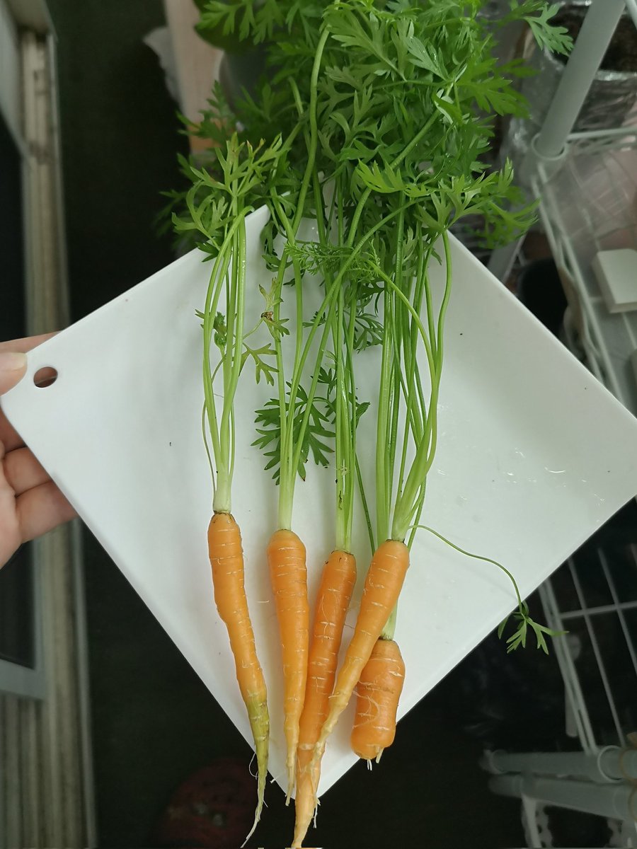 rascal_1136's tweet photo. 昨日の収穫🌱
ミニニンジン🥕58日目
根元を見ても実が育ってるのかわからなかったので、少し早めだけど収穫
小さいけどニンジンになってたw🙌
葉っぱとたまねぎを加えてかき揚げにしたら美味しいかったー😋
そのままでも甘味があって美味しい👍

📝(70～90日で太さ1.5～2cm 長さ10～12cm)
#水耕栽培 https://t.co/b1Ga9gl8V9
