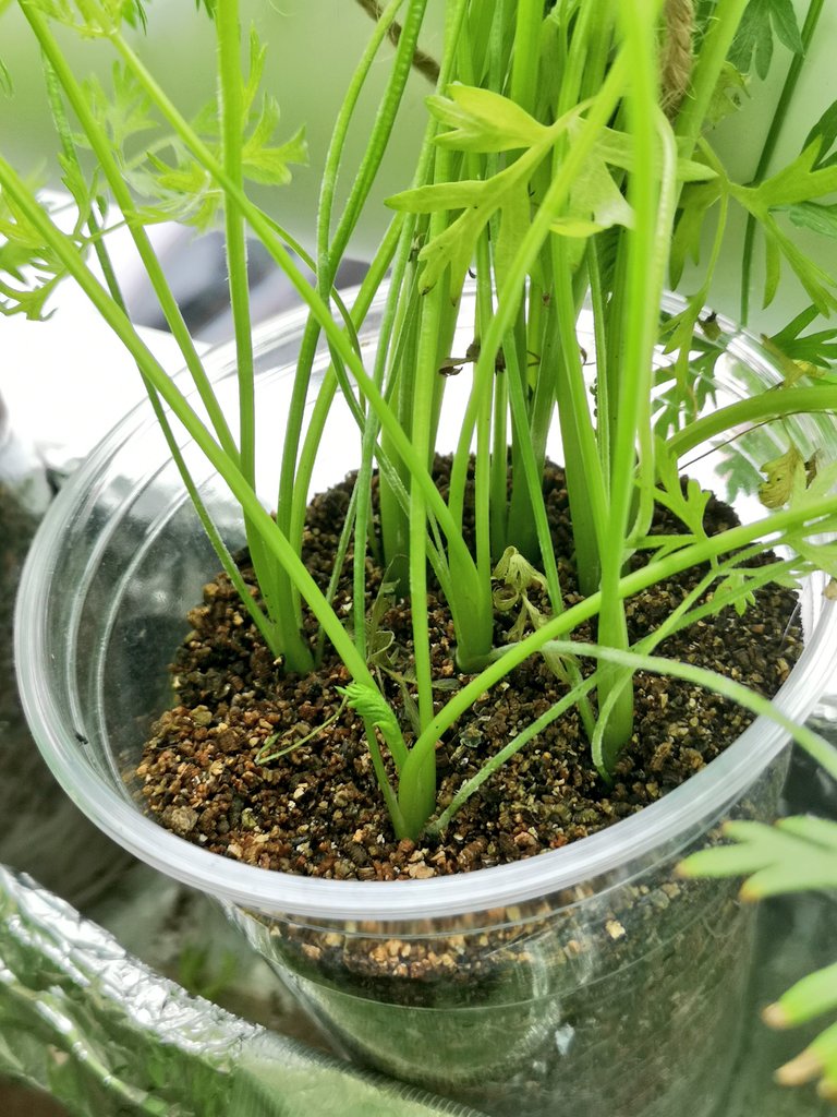 rascal_1136's tweet photo. 昨日の収穫🌱
ミニニンジン🥕58日目
根元を見ても実が育ってるのかわからなかったので、少し早めだけど収穫
小さいけどニンジンになってたw🙌
葉っぱとたまねぎを加えてかき揚げにしたら美味しいかったー😋
そのままでも甘味があって美味しい👍

📝(70～90日で太さ1.5～2cm 長さ10～12cm)
#水耕栽培 https://t.co/b1Ga9gl8V9