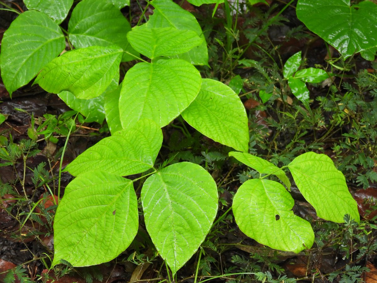 BiotechSanjeet's tweet photo. Know your forest climber from #Odisha 

Pueraria tuberosa is a perennial, tuberous climbing plant belonging to the family #Fabaceae. Commonly known as Indian #kudzu or #Vidarikand, it is one of the most important #medicinal climbers in Ayurveda. The species is widely distributed in #India, #Nepal, #Bhutan, and parts of #Southeast #Asia, where it grows naturally in deciduous forests, scrublands, and hilly regions.

Known as Vidarikand in Ayurveda, the tuber is highly valued as a rejuvenating herb (Rasayana). Traditionally, it is used for:

#General debility and fatigue
#Improving strength and vitality
#Supporting reproductive health
#Promoting lactation in nursing mothers
#Managing urinary disorders
#Enhancing immunity and overall health

@MohanMOdisha @moayush @nmpb1 @PMOIndia @narendramodi @IPR_Odisha @PCCFWL_Odisha @ConservationOrg @AIIA_NDelhi