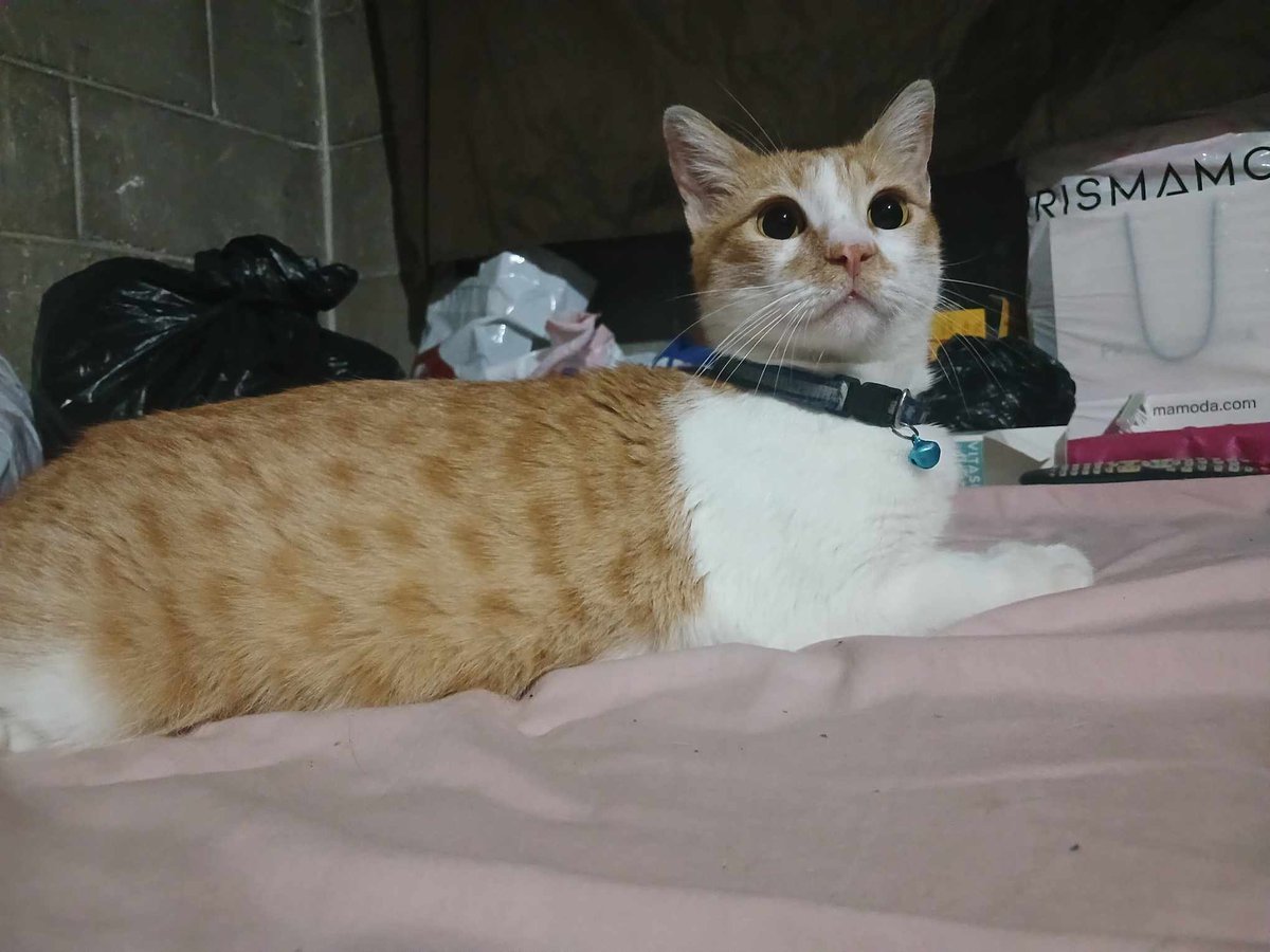 lyssitta's tweet photo. SERVICIO SOCIAL✅️
#SEBUSCA 📣
Buenas noches ayudeme a publicarla, se me perdió en Villa Mariona II cuscatancingo, responde a nombre MICHI. se perdió el 23 de Junio, se dará recompensa. Información 76890497
Necesita medicamento https://t.co/R9ilq8HXpS