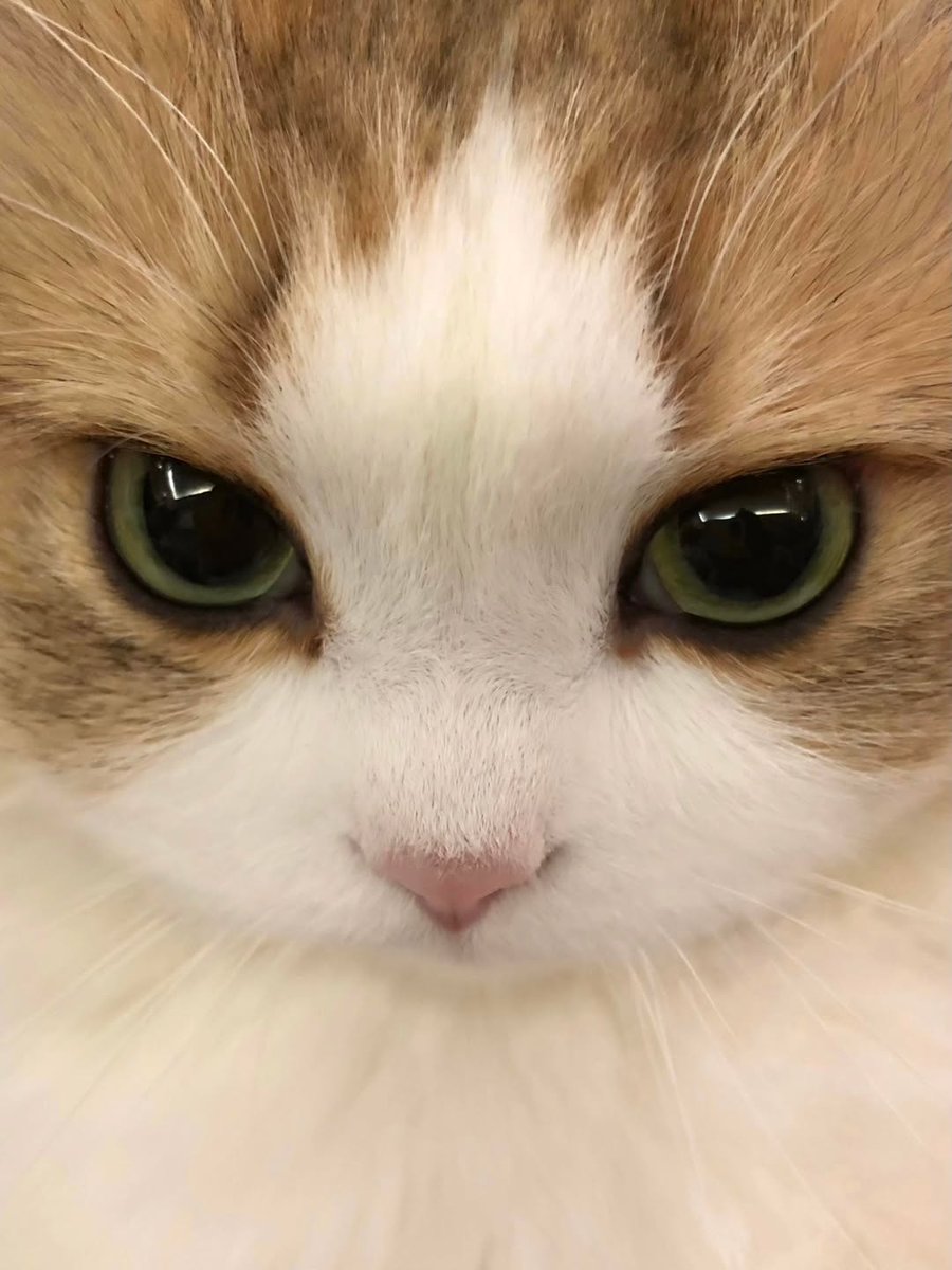 Catsillyness's tweet photo. https://t.co/rUflD3vKZJ