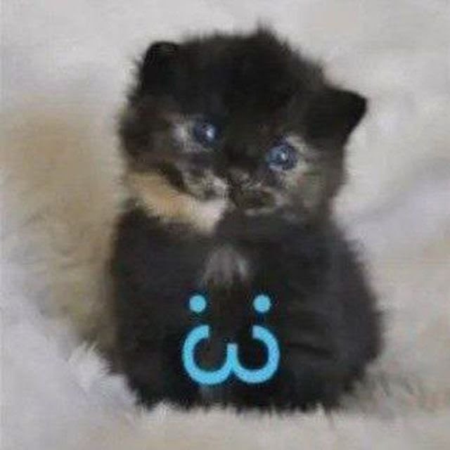 ‧₊ ᵎᵎ 🍒 ⋅ ˚✮ tweet media