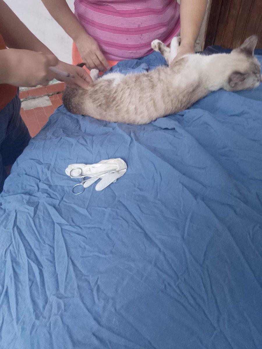 AbrigoAlbertiza's tweet photo. Nicole vai ter que fazer uma ultrassom abdominal e cirurgia para periodontite, foi passado o pré-operatório da operação dentária.
Todo apoio conta.
Abrigo Albertiza Souza 
Pix: tiza1370@gmail.com https://t.co/3mPqN2eskA