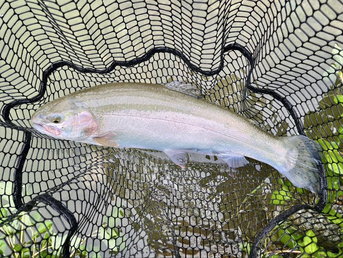 vxg_fd's tweet photo. 2026.7.4、蛇尾川フィッシングパーク。7月のココは始めて。雲りで底までクリヤー魚は浮いている。マーカー下30〜40cmは見切られドライにも反応無し。透ける魚体はとても綺麗。昨秋は50匹以上釣れたが、8匹-48cm。#蛇尾川フィッシングパーク、#エリアトラウト、#フライフィッシング https://t.co/AHcrmqeDVF