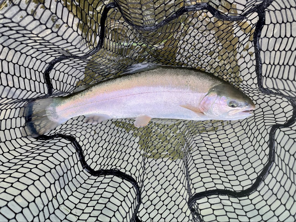 vxg_fd's tweet photo. 2026.7.4、蛇尾川フィッシングパーク。7月のココは始めて。雲りで底までクリヤー魚は浮いている。マーカー下30〜40cmは見切られドライにも反応無し。透ける魚体はとても綺麗。昨秋は50匹以上釣れたが、8匹-48cm。#蛇尾川フィッシングパーク、#エリアトラウト、#フライフィッシング https://t.co/AHcrmqeDVF