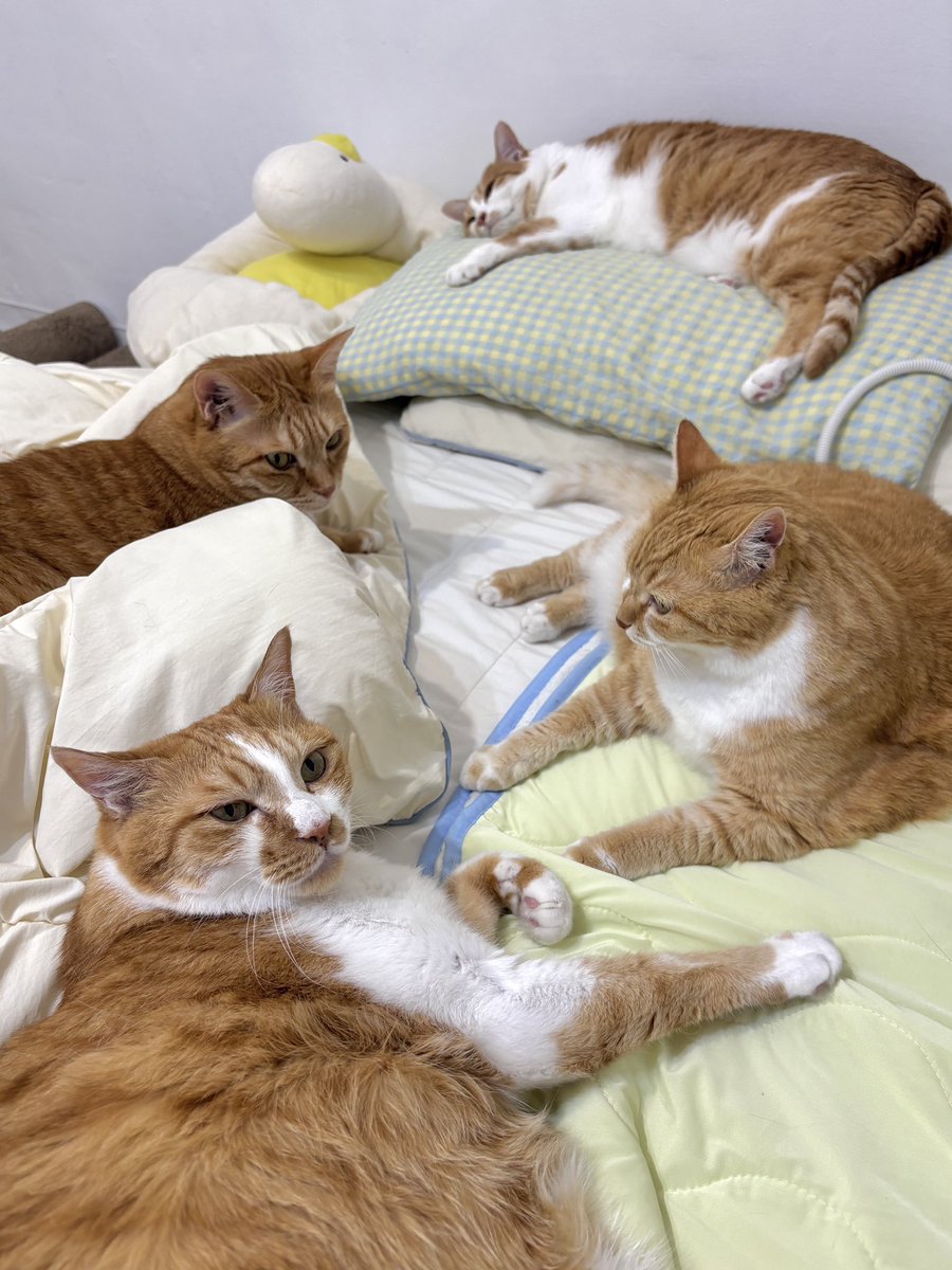 alldayudon's tweet photo. 꽉껴 https://t.co/VUendDrafn