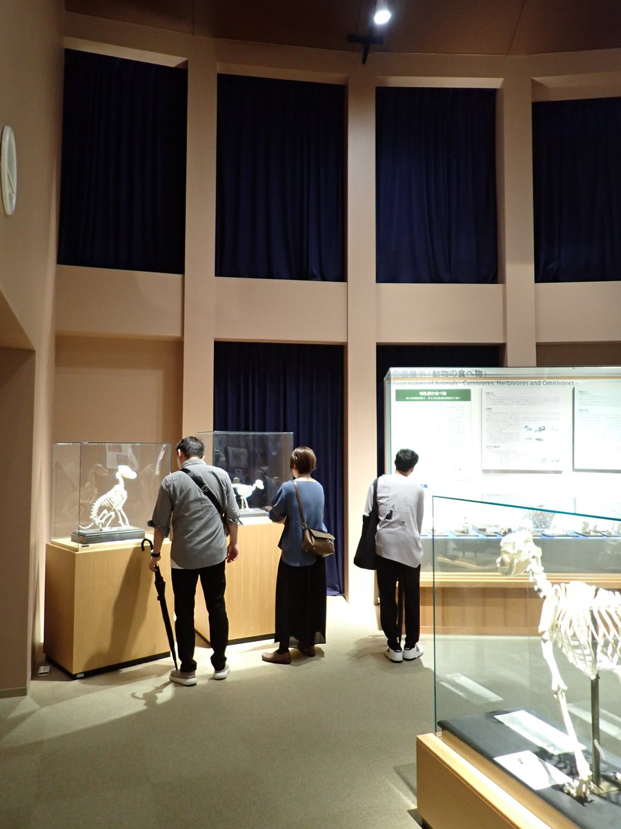 【公式】麻布大学 いのちの博物館 tweet media
