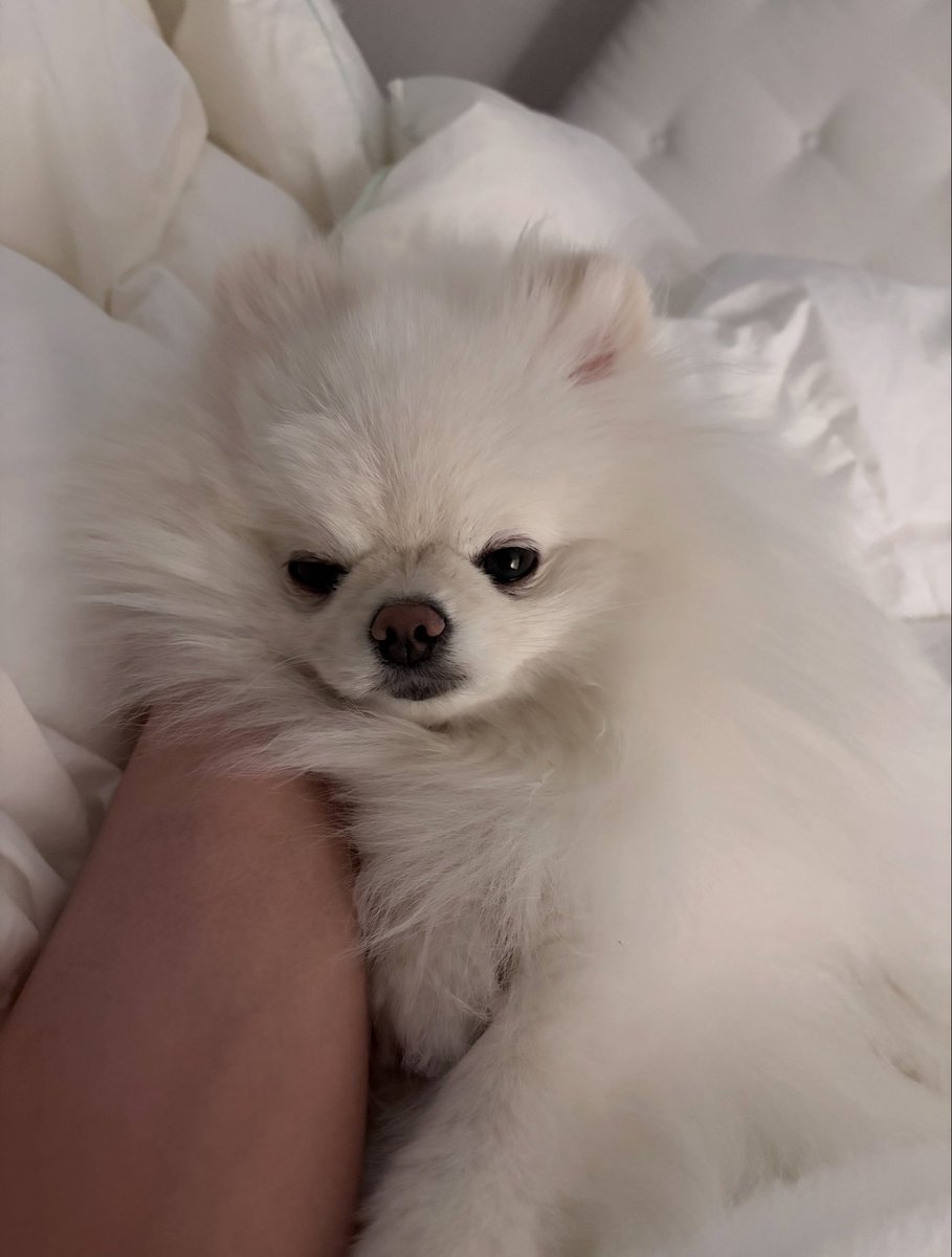 domdu_zip's tweet photo. 260705 돔두 인스타
https://t.co/mjiqspFSCZ https://t.co/rlCJU37qXi