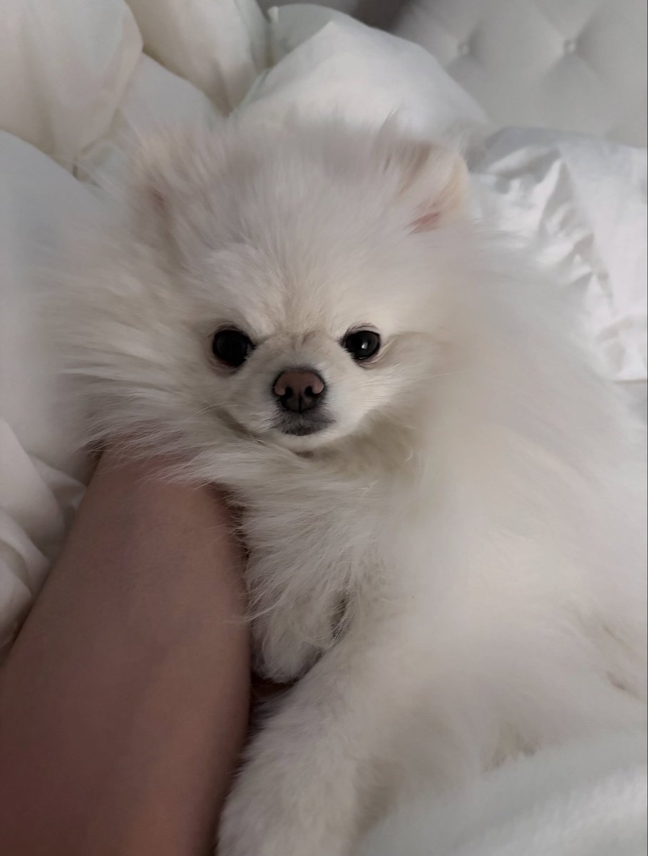 domdu_zip's tweet photo. 260705 돔두 인스타
https://t.co/mjiqspFSCZ https://t.co/rlCJU37qXi