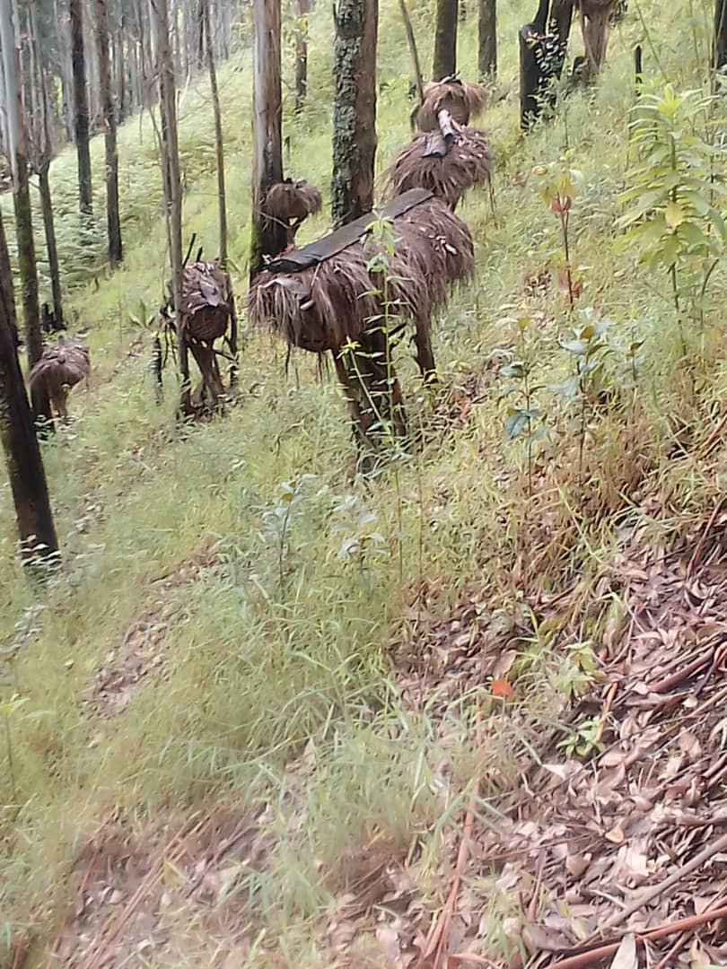 AbiluTangwa's tweet photo. Climate action without forest protection is a lie. The Amazon + Congo Basin are non-negotiable. First to RT if you’re with me: NO to deforestation, NO to ecocide. https://t.co/etcQyvgsWl