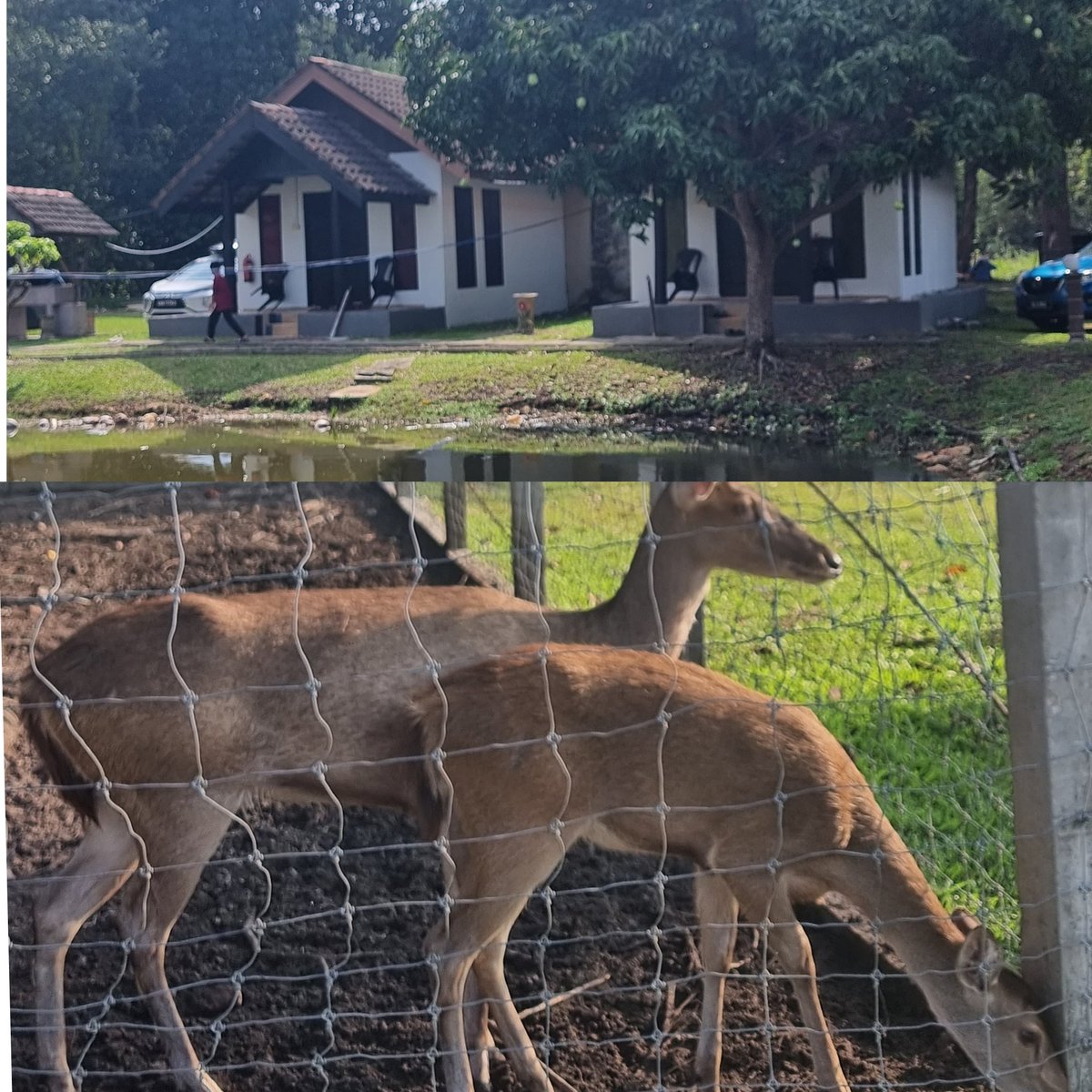 didyanah's tweet photo. 🦌🏡 https://t.co/4GspN0lrlN