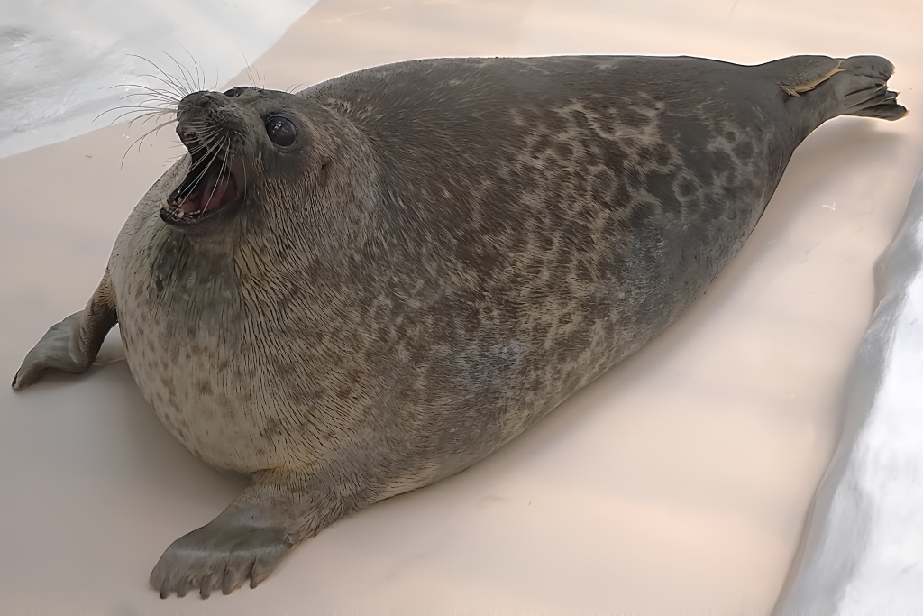 pLQ24grCKuSCLqb's tweet photo. #海遊館 #OsakaAquariumKaiyukan #ユキさん #ワモンアザラシ #Ringedseal https://t.co/3eXZ4FukBL
