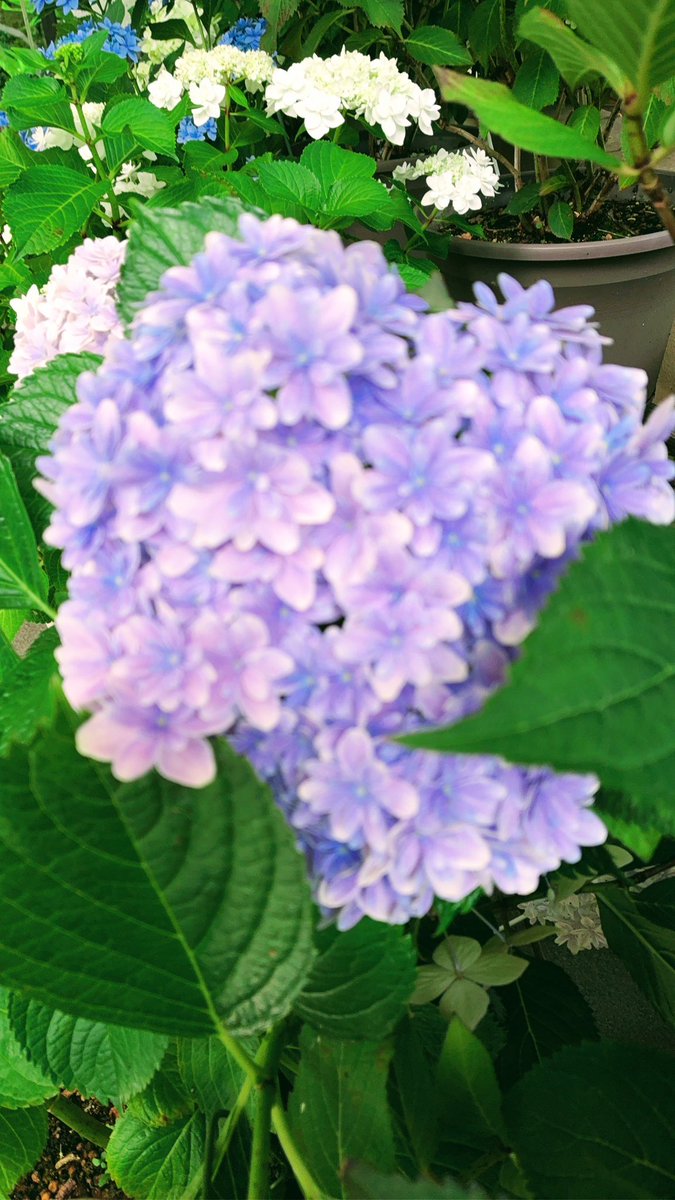 cloudslover371's tweet photo. 可愛い紫陽花が沢山。 https://t.co/tC4xKiuS99