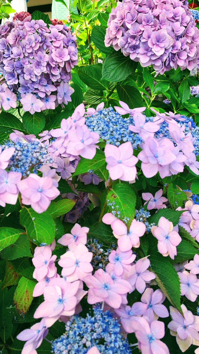 cloudslover371's tweet photo. 可愛い紫陽花が沢山。 https://t.co/tC4xKiuS99