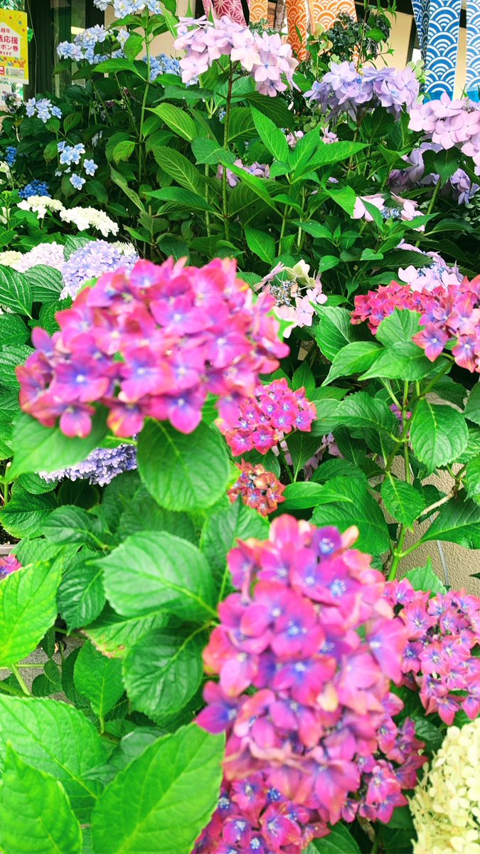 cloudslover371's tweet photo. 可愛い紫陽花が沢山。 https://t.co/tC4xKiuS99