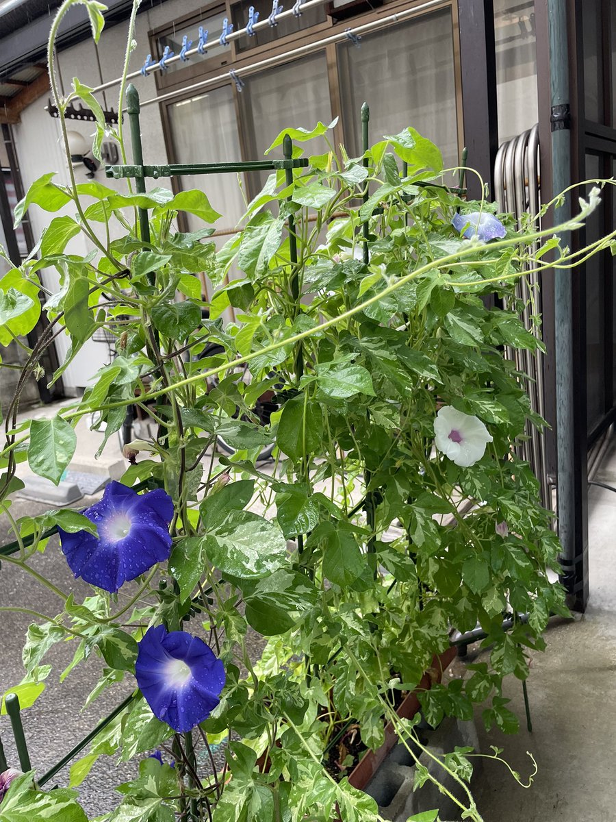 Tennyo20201's tweet photo. おはこんにちは😄☘️
尾道はくもり時々雨 25℃/21℃
大雨雷注意
昨日の義母の夕食弁当は
さばカレー🍛😄
豚バラ肉をごま油で炒めて
蒸し野菜を加え
和風だし&amp;しょう油で下味をつけ
カレールーは2種類混ぜて使ったほうが美味い気がする
最後に缶の中でつぶしたサバの味噌煮を混ぜて味付け確認🙏😄 https://t.co/6fho2xDQyR