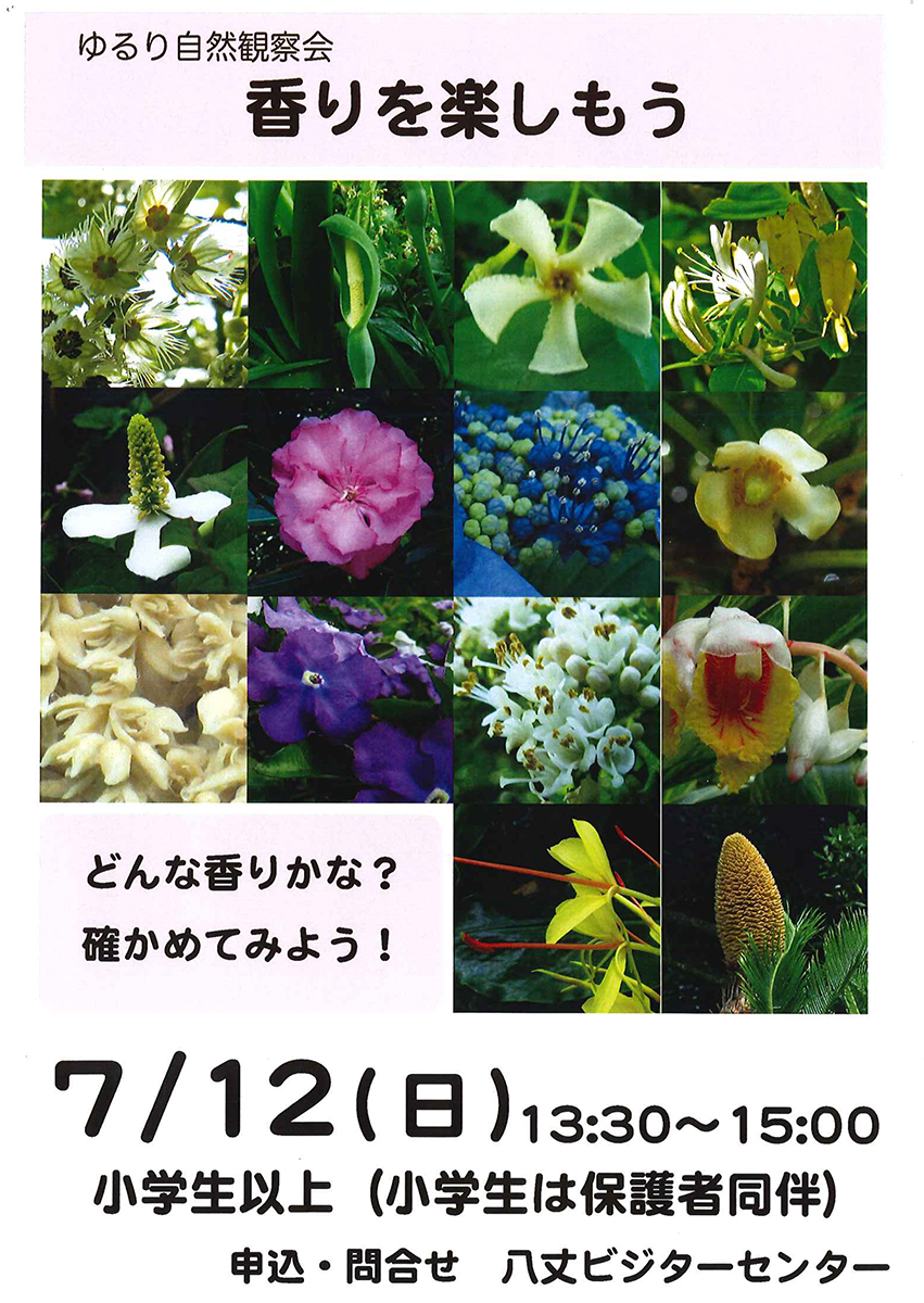 8jo_vc's tweet photo. 【行事のお知らせ】
#八丈植物公園 で毎月第二日曜日開催している、ゆったりのんびりと自然を親しむ観察会「ゆるり自然観察会」。
7月は12日に「香りを楽しむ」をテーマに開催します。
園内を歩くとどこからともなく良い香りが・・・。
さて、何の香りでしょうか?
#八丈ビジターセンター #八丈島 #8jo https://t.co/tAS4p3nl85