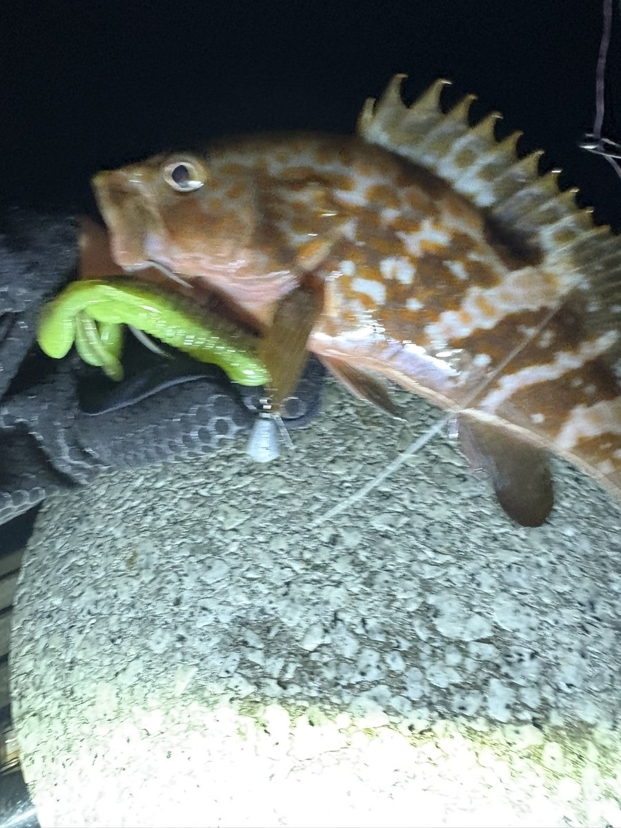 dio_fishing's tweet photo. 赤いイモグラブ60と2枚目はジャッカルのカバークロー
キジハタはキープサイズが釣れません🙄
#釣り
#ロックフィッシュ
#イモグラブ https://t.co/ZNvBRADatY