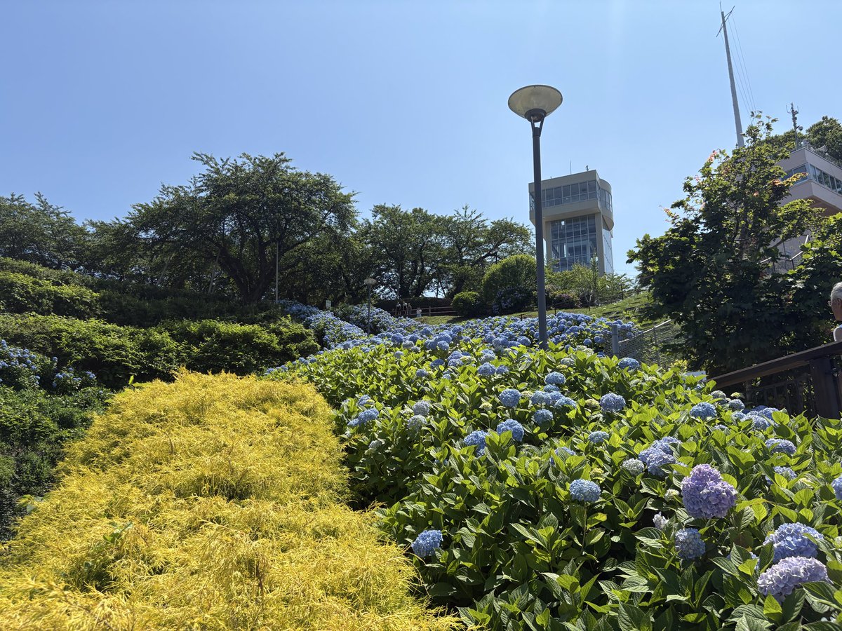 ayairo_writer's tweet photo. 梅雨、紫陽花の季節。
八戸・館鼻公園が、やさしい青に染まる。

憂鬱のなかにも、小さな楽しみを見つける。
心を、そっと中庸へ。

うつろいを、楽しむ。

#八戸 #館鼻公園 #紫陽花 #東北 #Webライター https://t.co/a71ueqRHQH