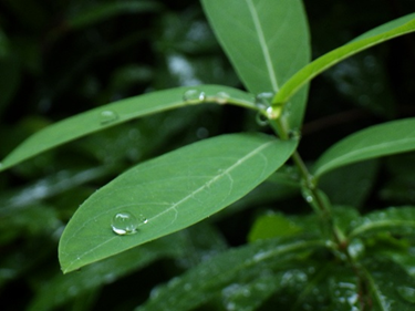 mawarunn's tweet photo. るん♪るん♪

環境学習室IPとむさんから
梅雨は雨ばっかりでお出かけできない？
いやいや！雨の日の散歩も楽しいよ。
ほら、よく見ると葉っぱの上に宝石みたいにキラキラした雨粒。傘と長靴で雨の日の宝探しはいかが？
 
    #梅雨　#自然散策 https://t.co/pDaOaNnvW1