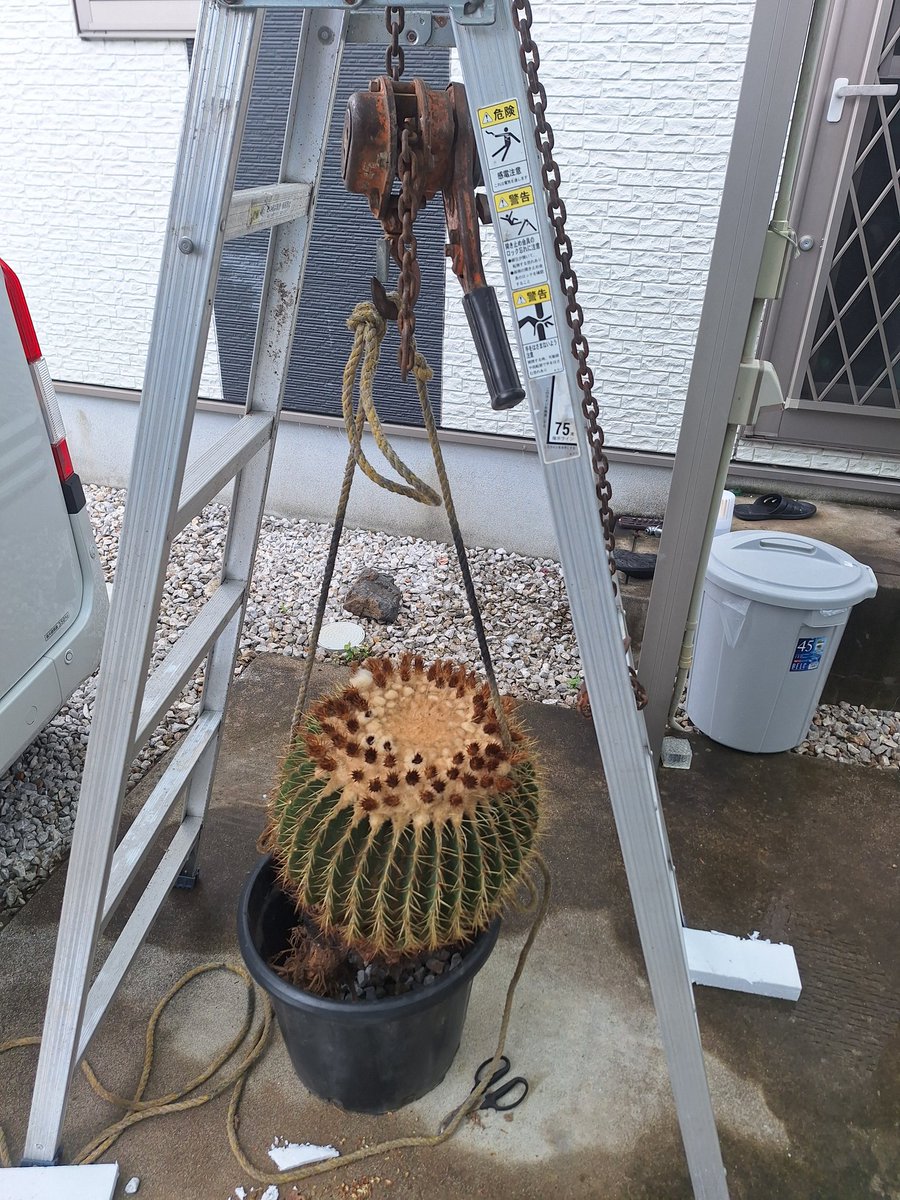 12siosaba's tweet photo. 先週ゲットした金鯱をやっと植え込み
1人でやるもんじゃない🤣
台車がこいつ専用になってしまった🤣 https://t.co/FreHkDSNZa